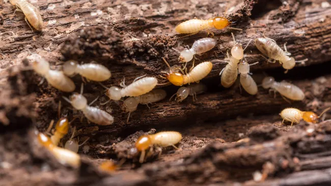 5 Proven Tips to Protect Your Space from Termite Infestation