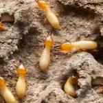5 Termite Warning Signs Markham Homeowners Miss