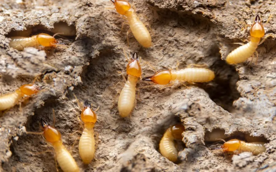 5 Termite Warning Signs Markham Homeowners Miss