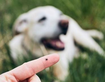 7 Shocking Ways Pests Affect Your Pets - And The Solution