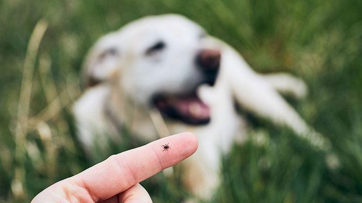 7 Shocking Ways Pests Affect Your Pets - And The Solution