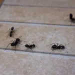 Most People Ignore Ant Removal in Pickering - Big Mistake