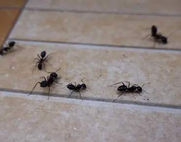 Most People Ignore Ant Removal in Pickering - Big Mistake