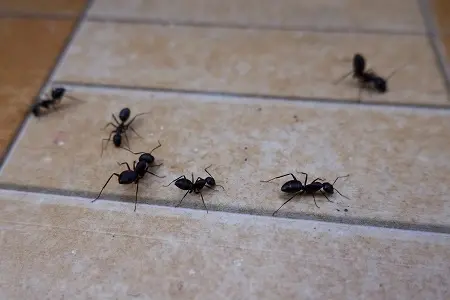 Most People Ignore Ant Removal in Pickering - Big Mistake