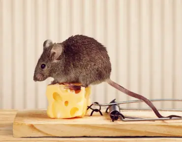 Pest Control Scarborough – Why Traps Often Fail