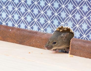 Spotting 1 Mouse Indoors Isn’t a Small Problem in Scarborough