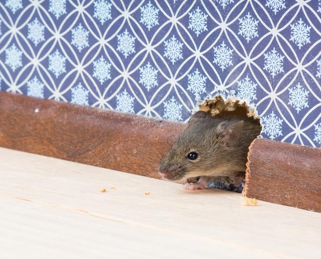 Spotting 1 Mouse Indoors Isn’t a Small Problem in Scarborough