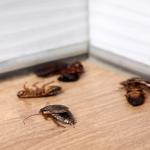 Stop Rodents in Scarborough | 9 Expert Pest Tips