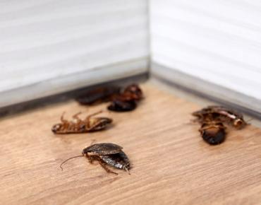 Stop Rodents in Scarborough | 9 Expert Pest Tips