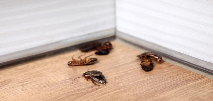 Stop Rodents in Scarborough | 9 Expert Pest Tips