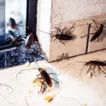 The Most Favorite Season for Cockroaches - And Solution