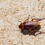 The Proven Ways To End Cockroach Chaos in Scarborough