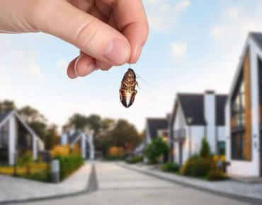 Tips for a Completely Pest-Free Home in Scarborough