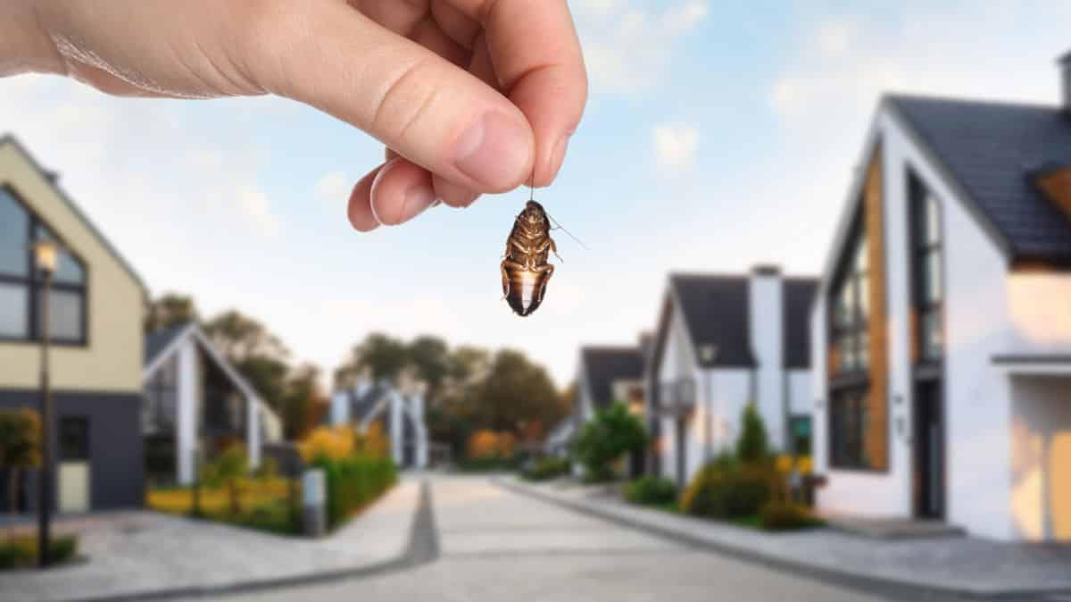 Tips for a Completely Pest-Free Home in Scarborough