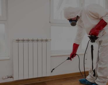 Want a Pest-Free Home? Try These Lasting Solutions