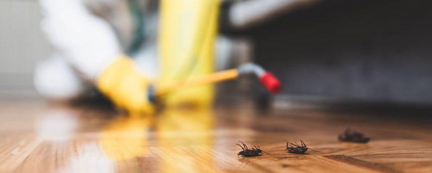 When Is the Best Time to Address Pest Problems?