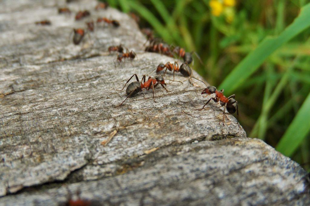Why Ant Removal in Pickering is Important Than Ever?